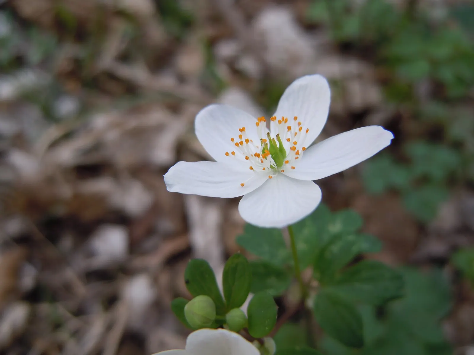 Rue Anemone (Anemonella Thalictroides) — scientifically known as Anemonella thalictroides; this perennial prefers well-drained, image 54