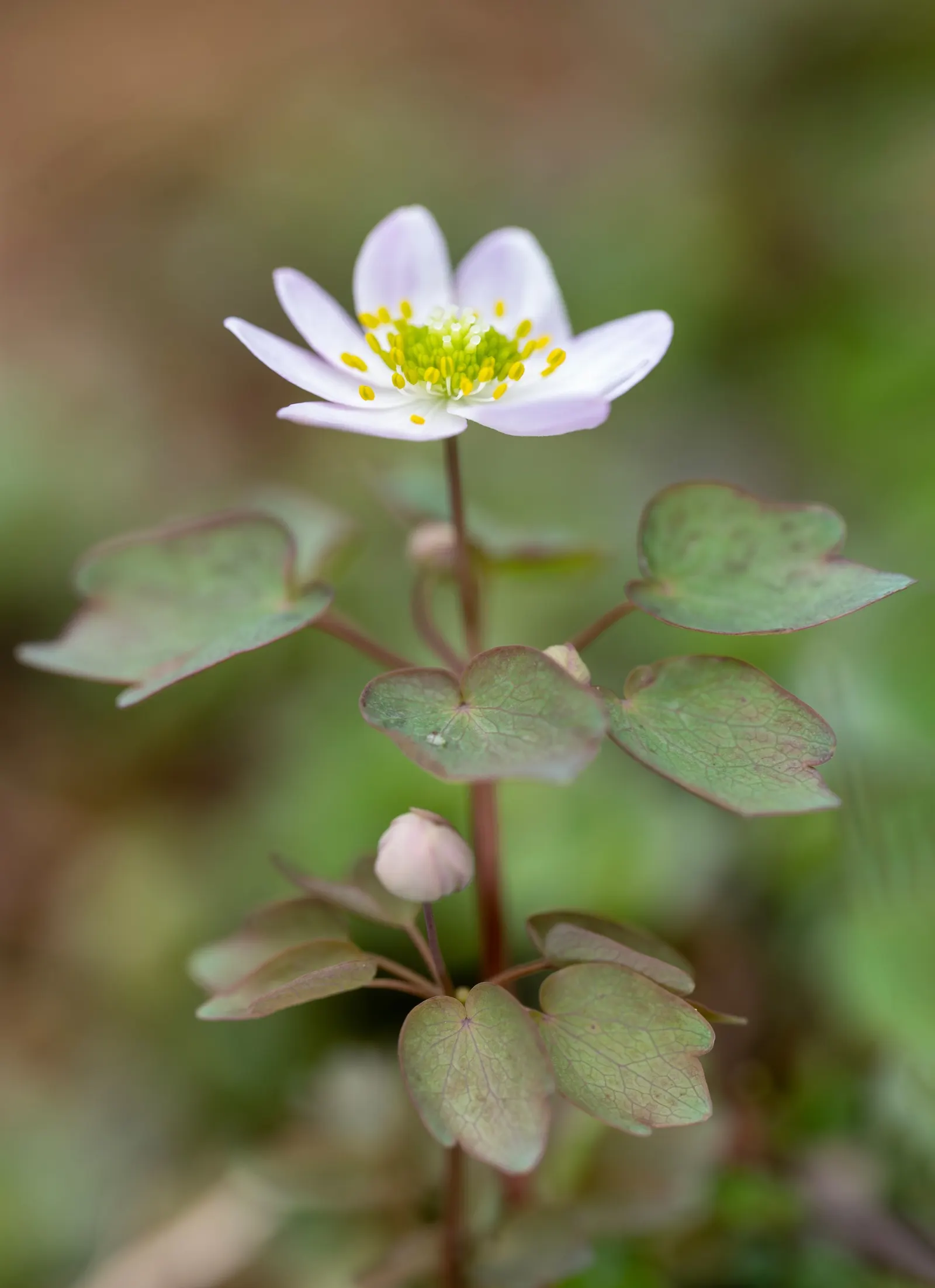 Rue Anemone (Anemonella Thalictroides) — Prefers well-drained, humus-rich soil; rue Anemone (Anemonella thalictroides) is a delicate, woodland, image 76