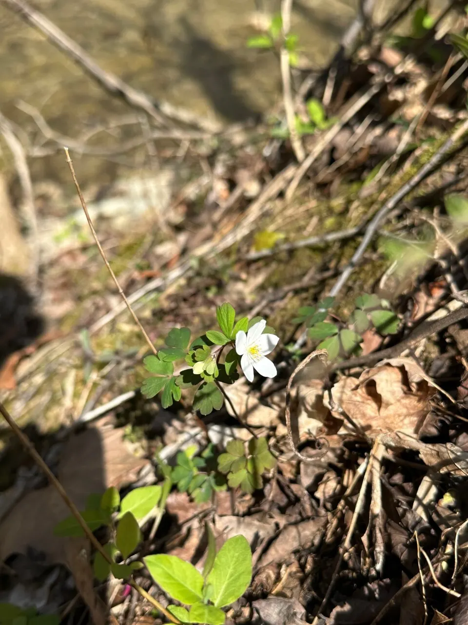 Rue Anemone (Anemonella Thalictroides) — Anemonella thalictroides is an excellent choice