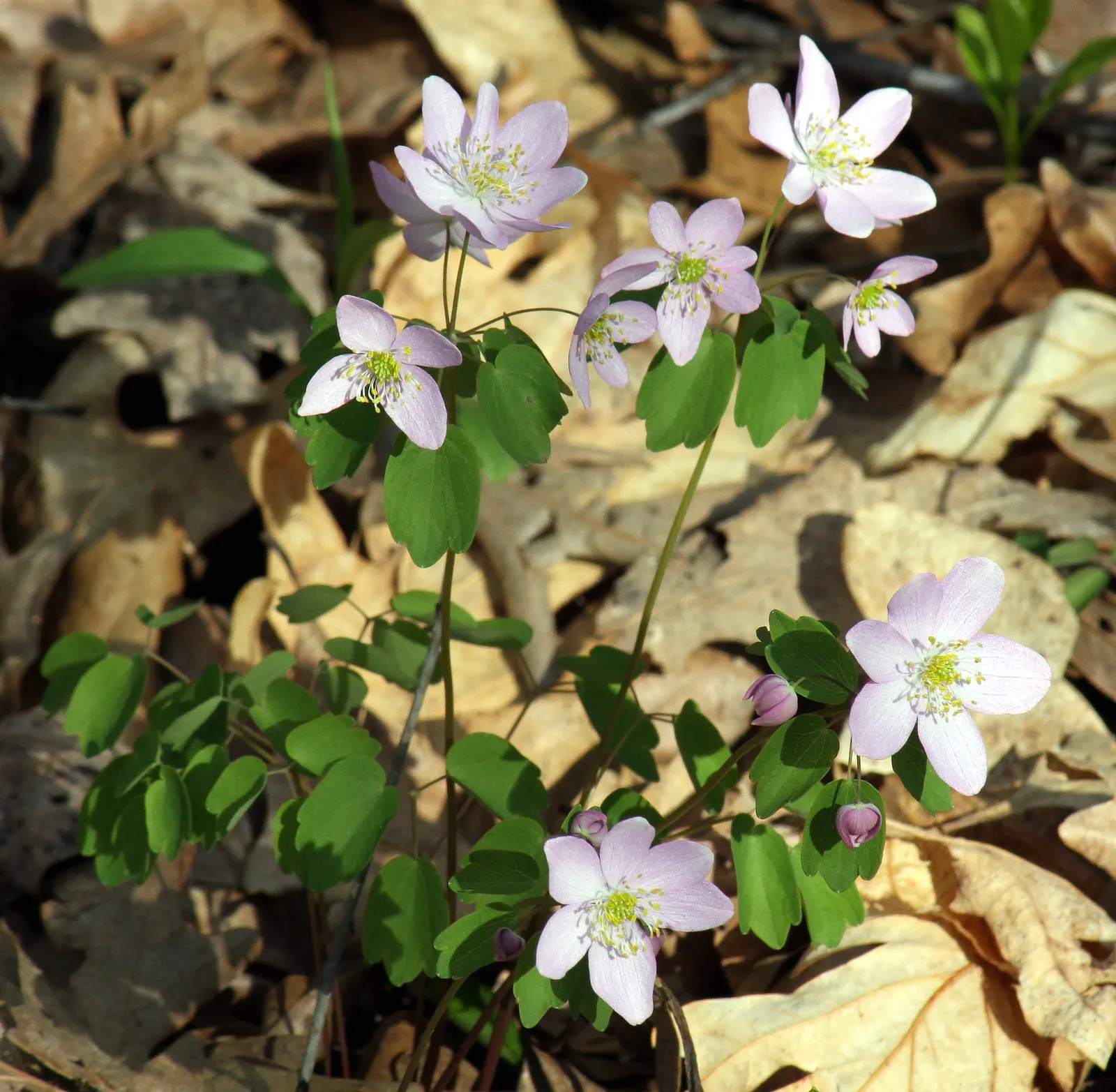 Rue Anemone (Anemonella Thalictroides) — this perennial prefers well-drained; scientifically known as Anemonella thalictroides, image 63