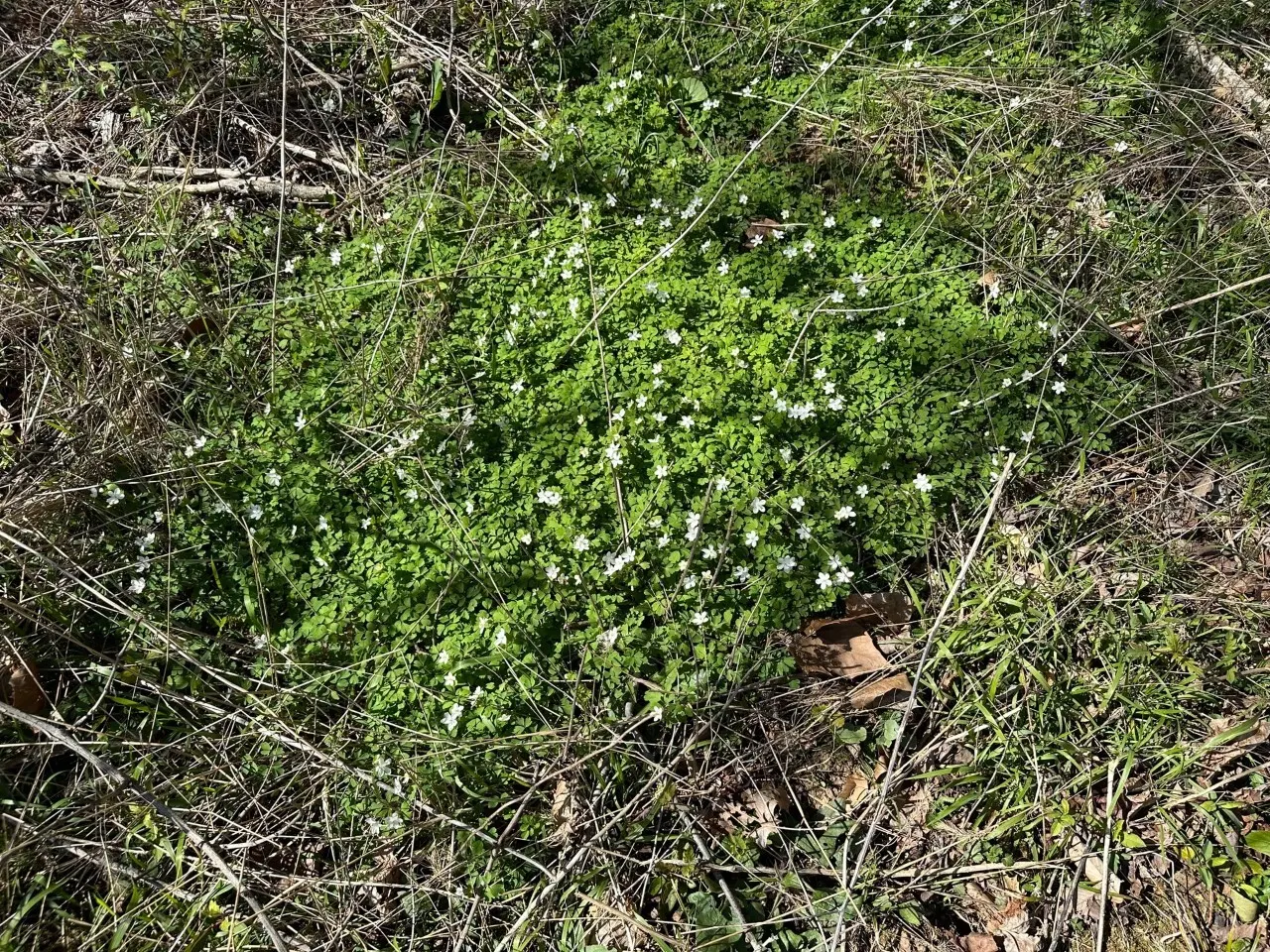 Rue Anemone (Anemonella Thalictroides) — perennial with pink blooms