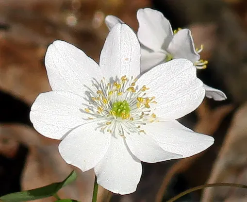 Rue Anemone (Anemonella Thalictroides) — Featuring lacy, basal foliage similar to meadow rue, it reaches 6-9 inches in height