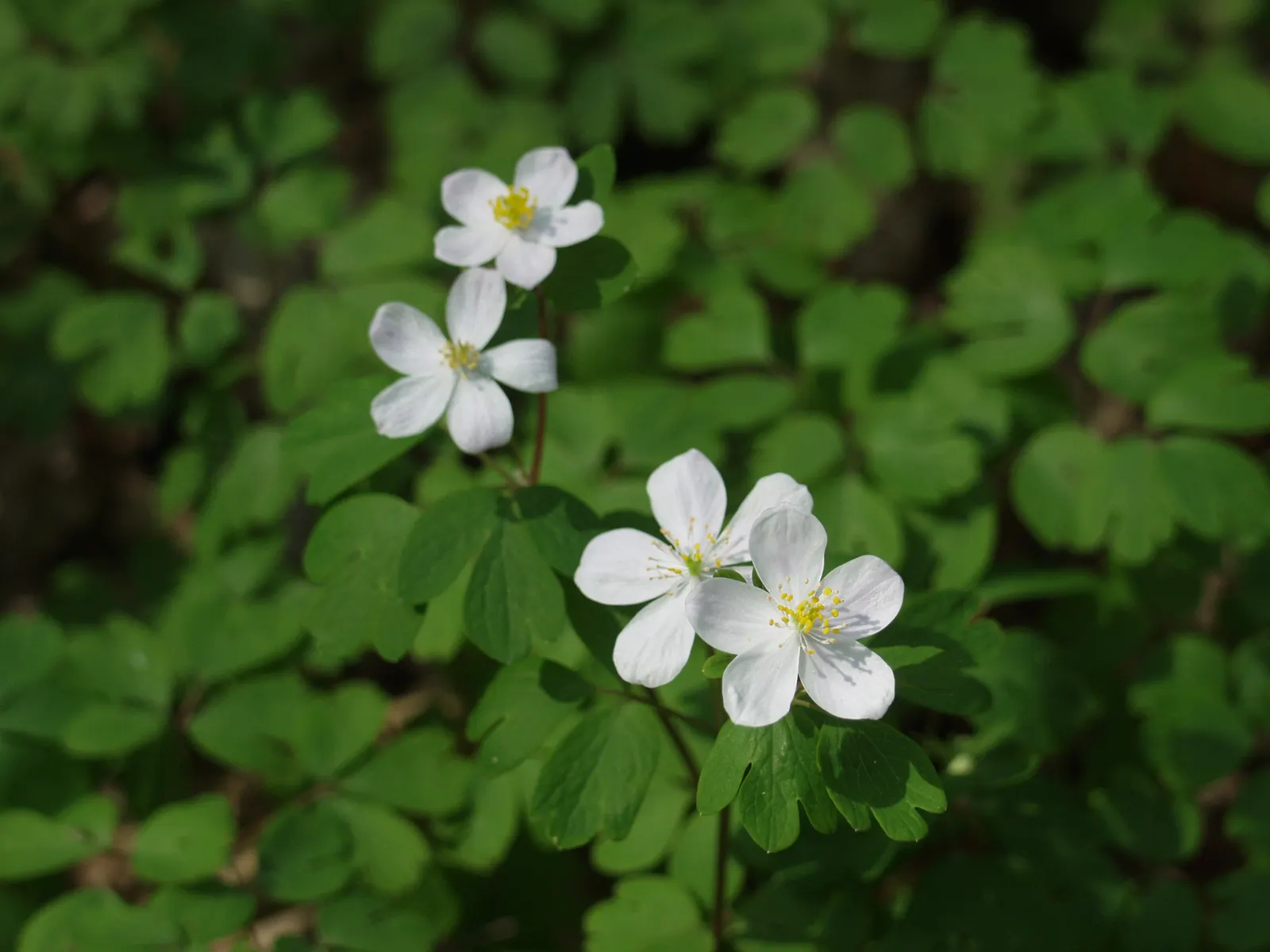 Rue Anemone (Anemonella Thalictroides) — Ideal for naturalized areas, it is a low-maintenance choice for adding soft texture beneath canopy trees, image 77