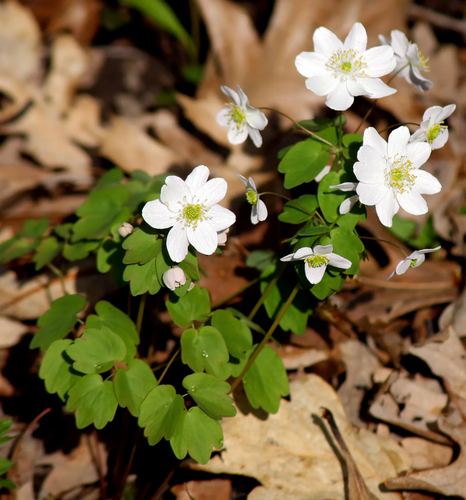 Rue Anemone (Anemonella Thalictroides) — cup-shaped flowers that range in color from pure white to soft pink; wiry stems that rise above the, image 57