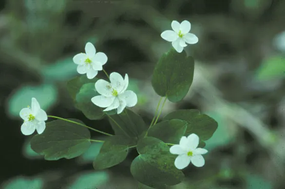 Rue Anemone (Anemonella Thalictroides) — this perennial prefers well-drained; scientifically known as Anemonella thalictroides