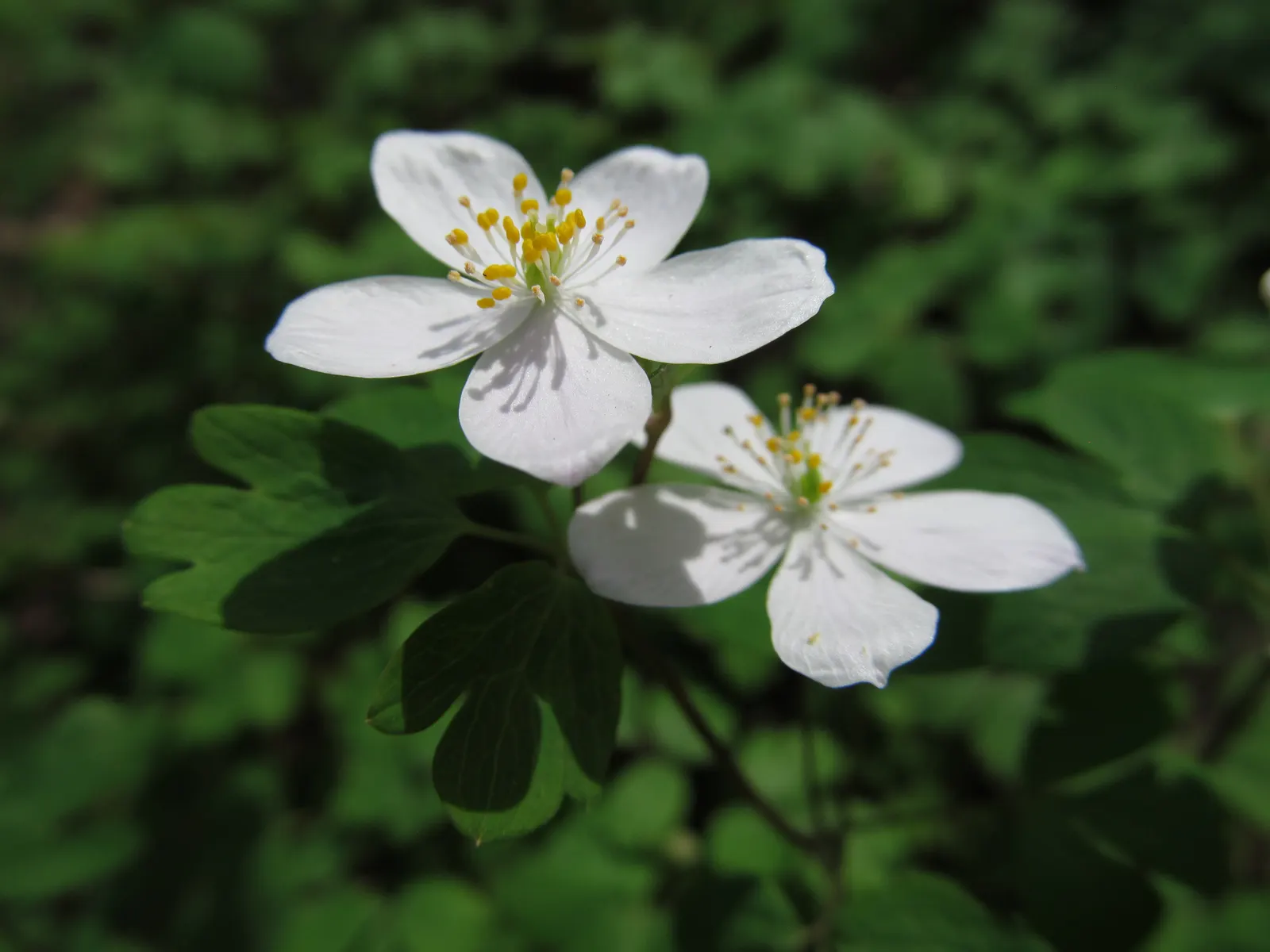 Rue Anemone (Anemonella Thalictroides) — pink flowers in the garden; native woodland perennial that fits exquisitely into a shaded garden design, image 94