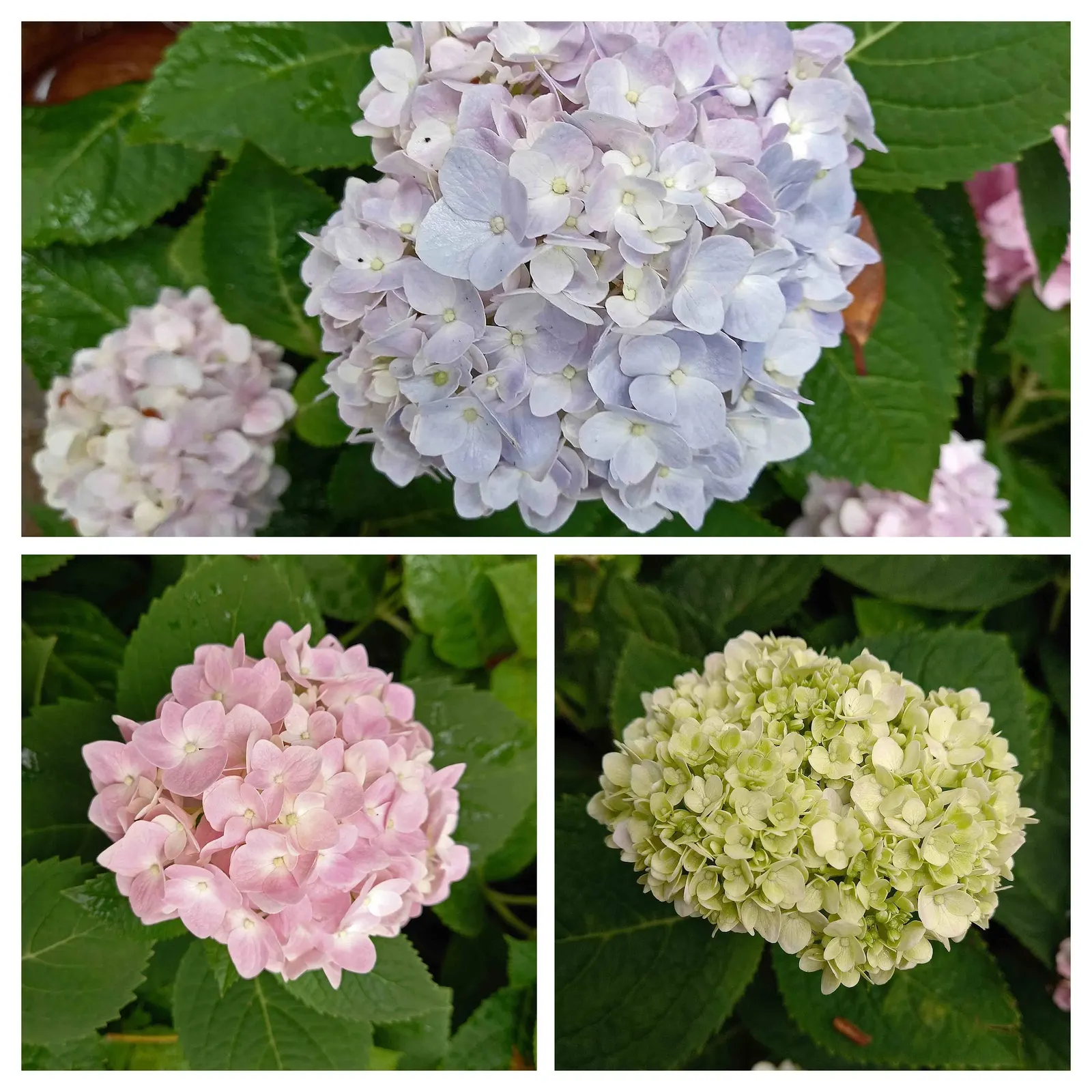 Endless Summer Hydrangea (Hydrangea Mac. 'Endless Summer') — the Endless Summer Hydrangea requires modest maintenance