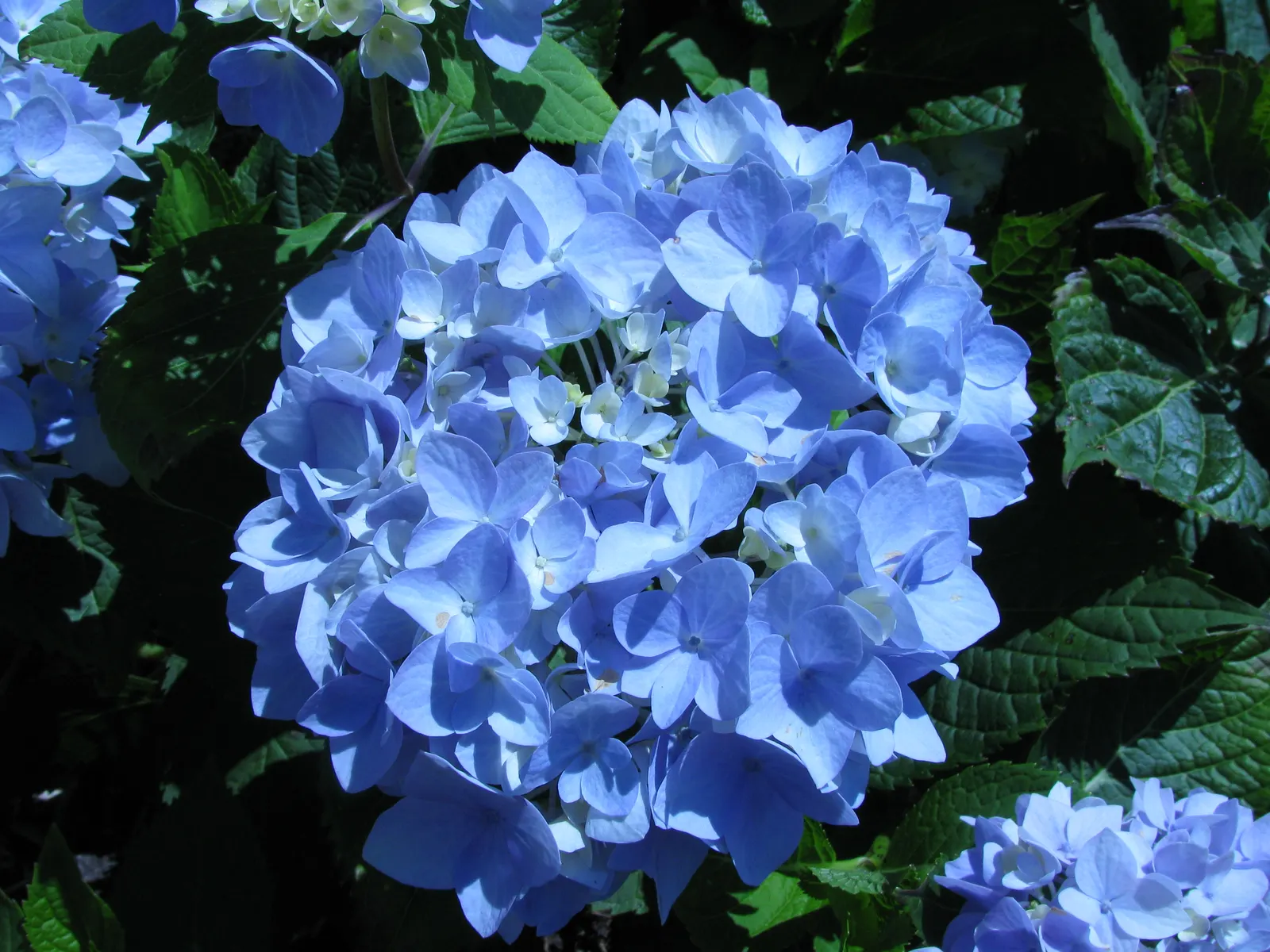 Endless Summer Hydrangea (Hydrangea Mac. 'Endless Summer') — is an exceptional deciduous shrub that promises a stunning