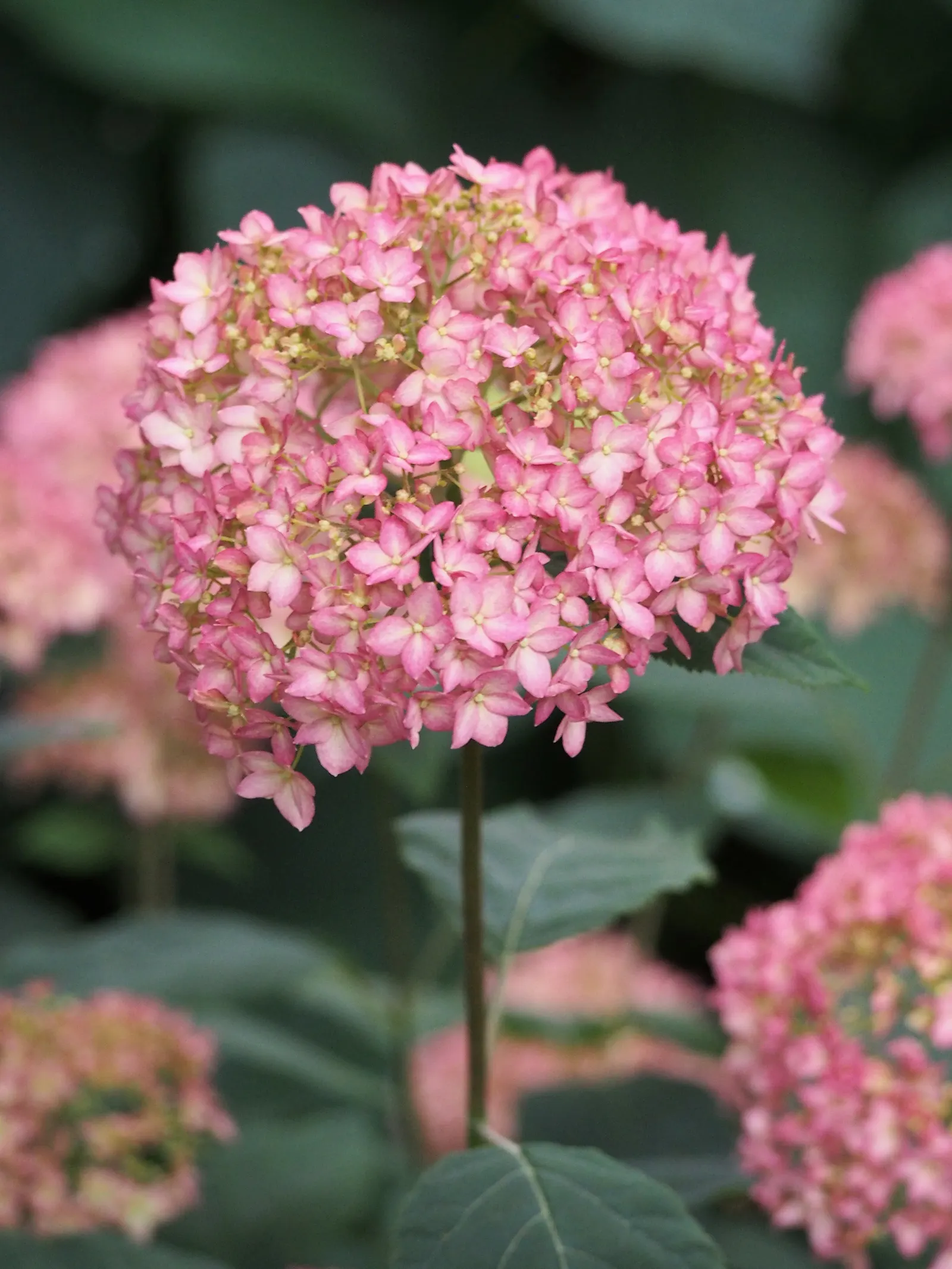 Endless Summer Hydrangea (Hydrangea Mac. 'Endless Summer') — Thrives in partial shade, requires moist, well-drained soil, and is hardy in USDA zones 4-9