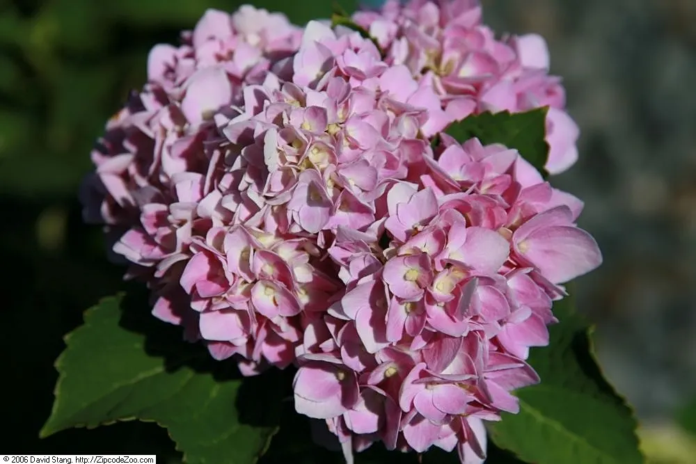 Endless Summer Hydrangea (Hydrangea Mac. 'Endless Summer') — Endless Summer Hydrangea (Hydrangea macrophylla 'Endless Summer') is a deciduous shrub, image 27