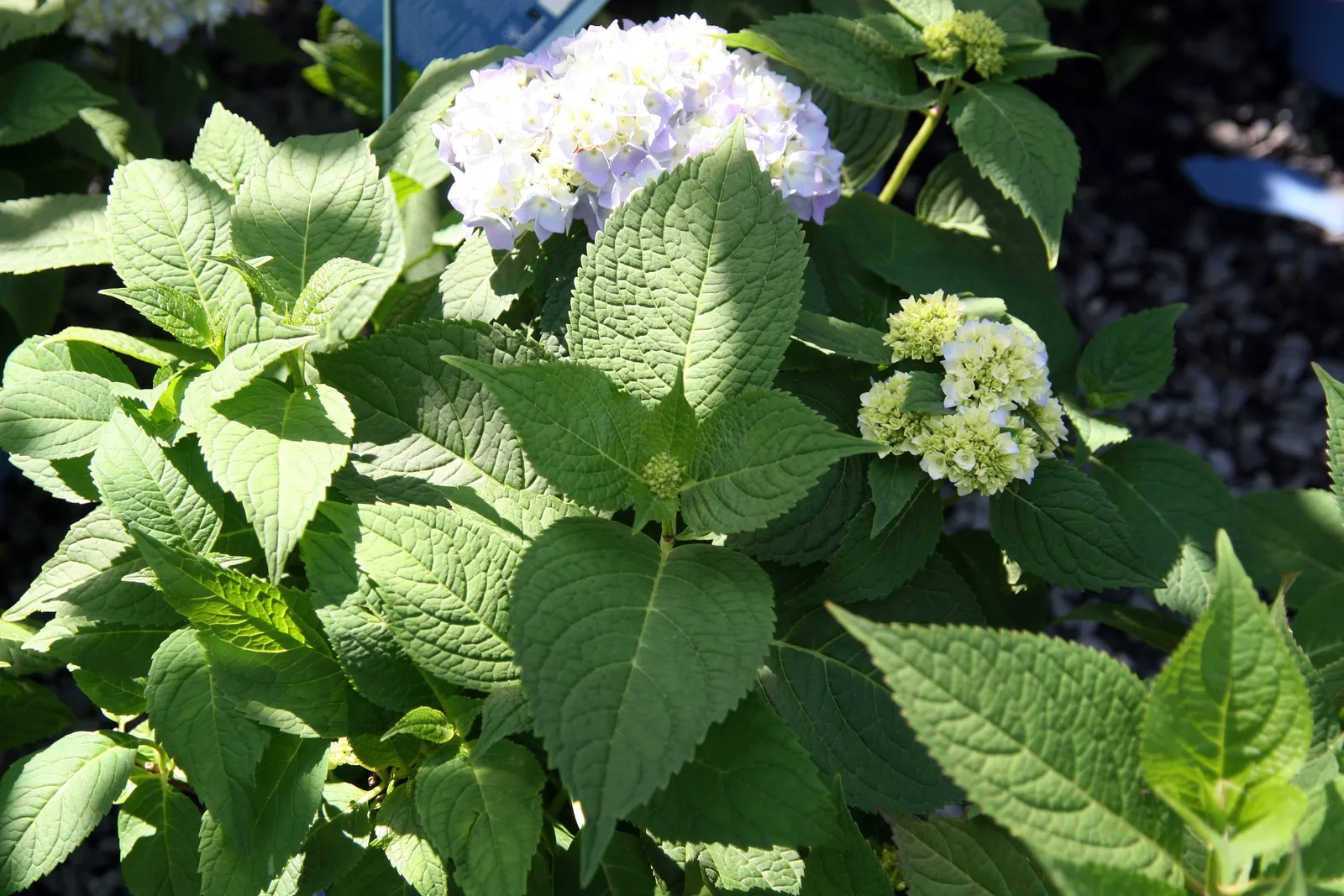 Endless Summer Hydrangea (Hydrangea Mac. 'Endless Summer') — It tolerates a variety of soil types