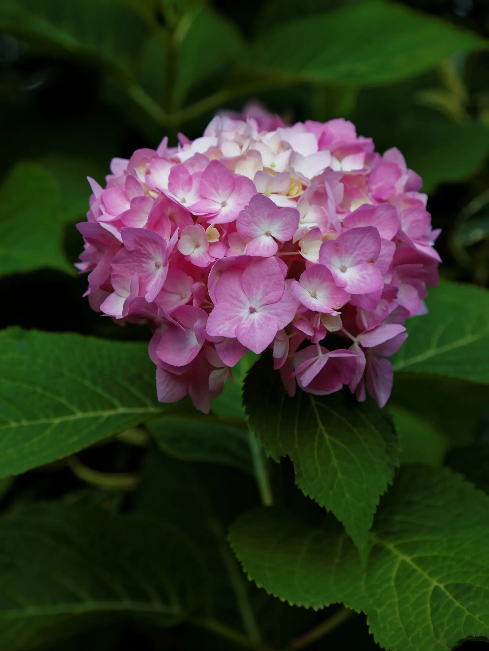 Endless Summer Hydrangea (Hydrangea Mac. 'Endless Summer') — This hydrangea typically reaches a height of 3 to 5 feet and spreads equally wide