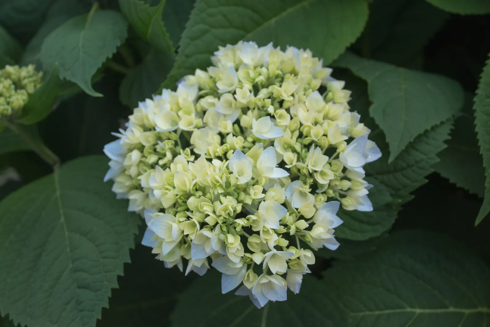 Endless Summer Hydrangea (Hydrangea Mac. 'Endless Summer') — influenced by the soil's pH level; acidic soils yield blue flowers