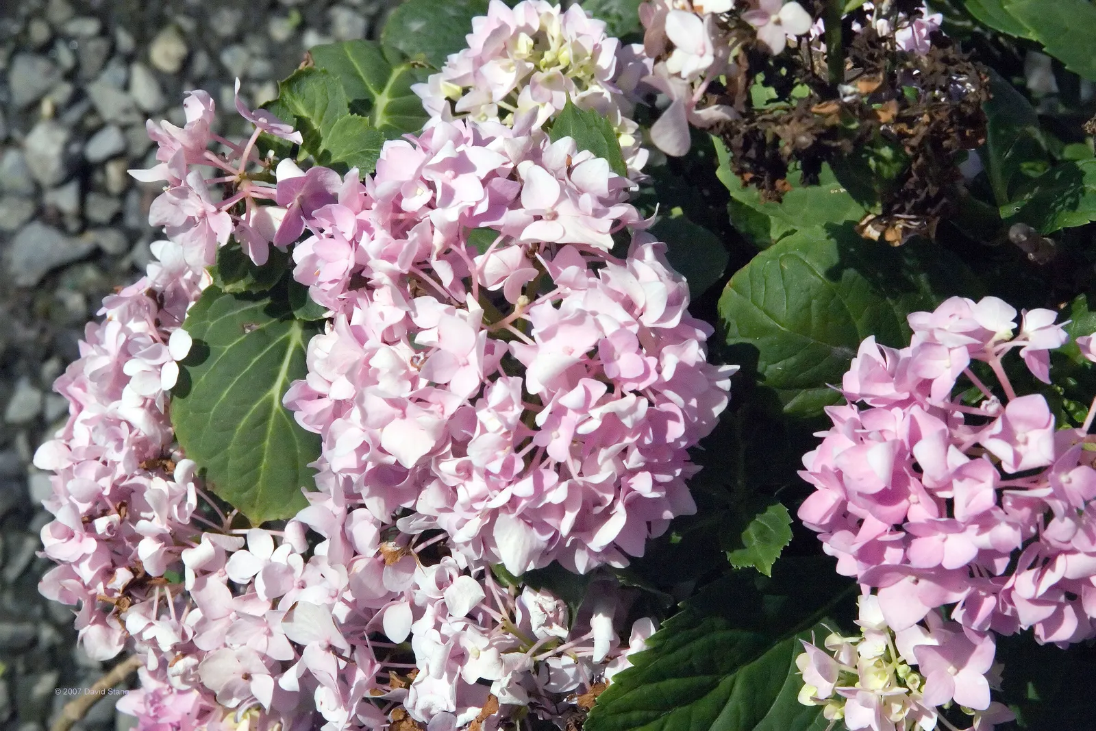 Endless Summer Hydrangea (Hydrangea Mac. 'Endless Summer') — or as a focal point in residential gardens.<br><br>The spherical flower clusters