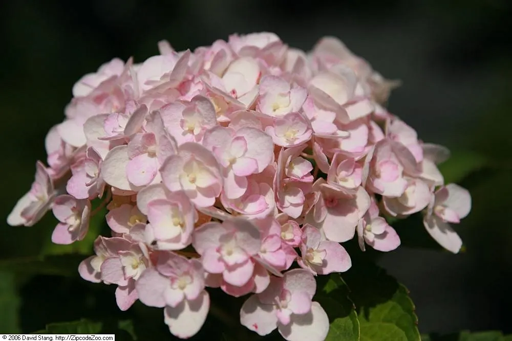Endless Summer Hydrangea (Hydrangea Mac. 'Endless Summer') — Renowned for its ability to bloom on both old and new wood; moist soil conditions are essential