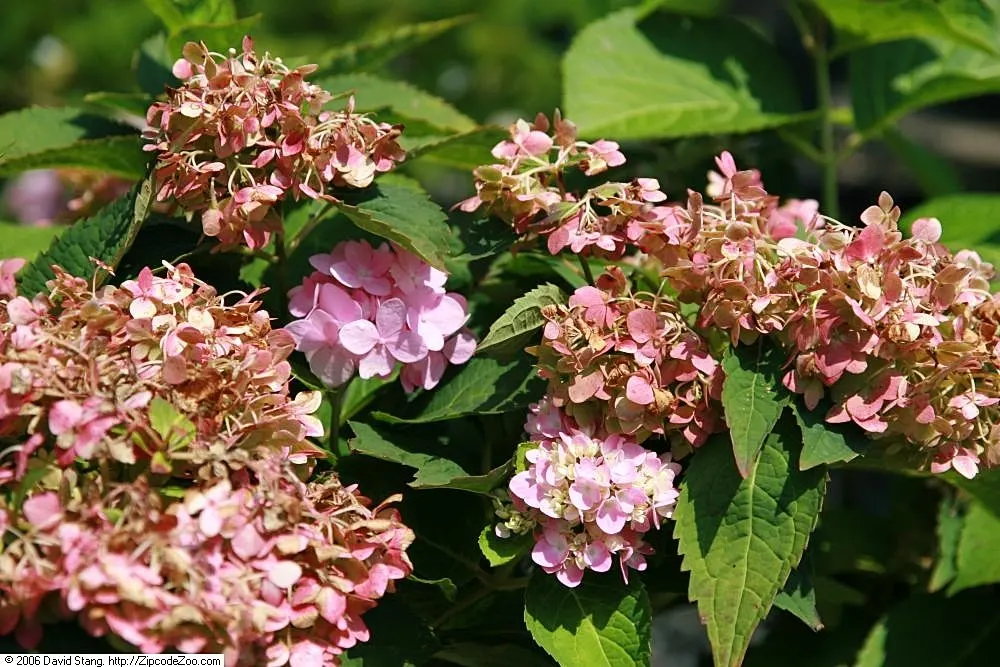 Endless Summer Hydrangea (Hydrangea Mac. 'Endless Summer') — Thrives in partial shade, requires moist, well-drained soil, and is hardy in USDA, image 31