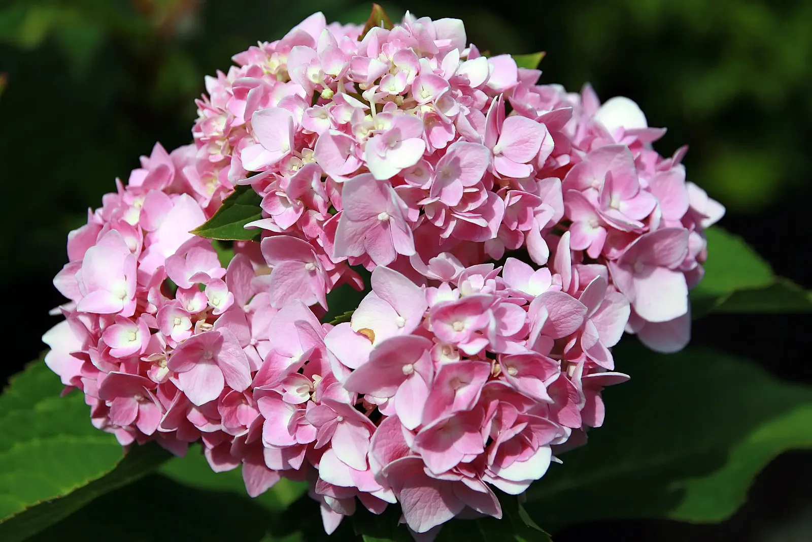 Endless Summer Hydrangea (Hydrangea Mac. 'Endless Summer') — shrub for half
