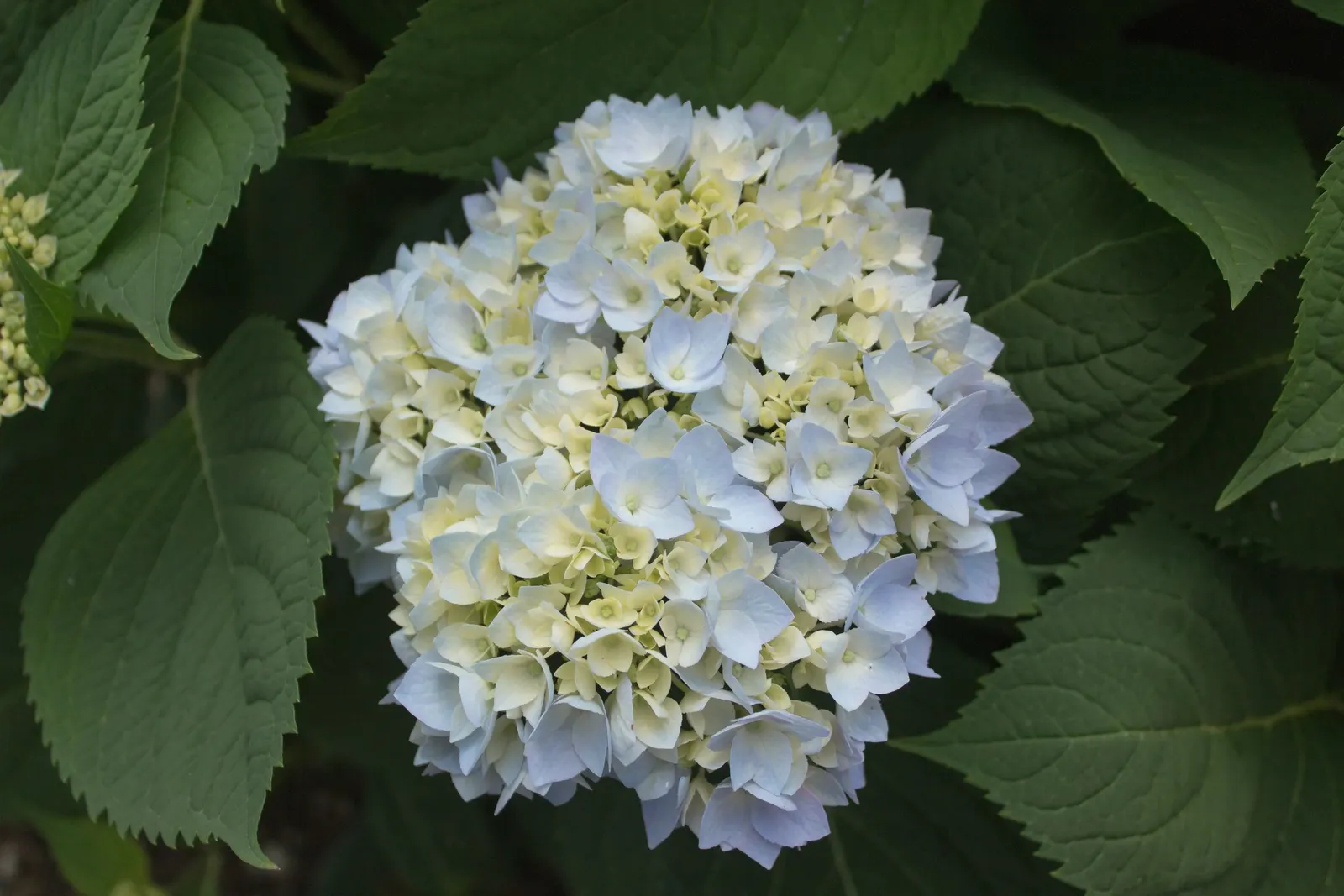 Endless Summer Hydrangea (Hydrangea Mac. 'Endless Summer') — pink flowers in the garden