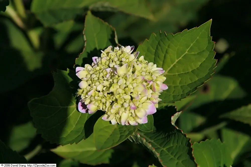 Endless Summer Hydrangea (Hydrangea Mac. 'Endless Summer') — moist soil conditions are essential for optimal growth and flower production