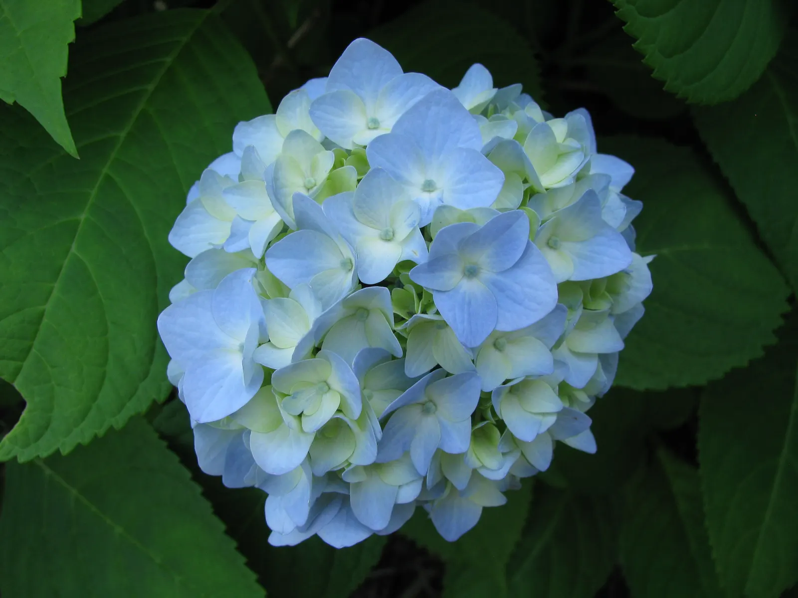 Endless Summer Hydrangea (Hydrangea Mac. 'Endless Summer') — Flower color shifts from pink to blue based on soil pH
