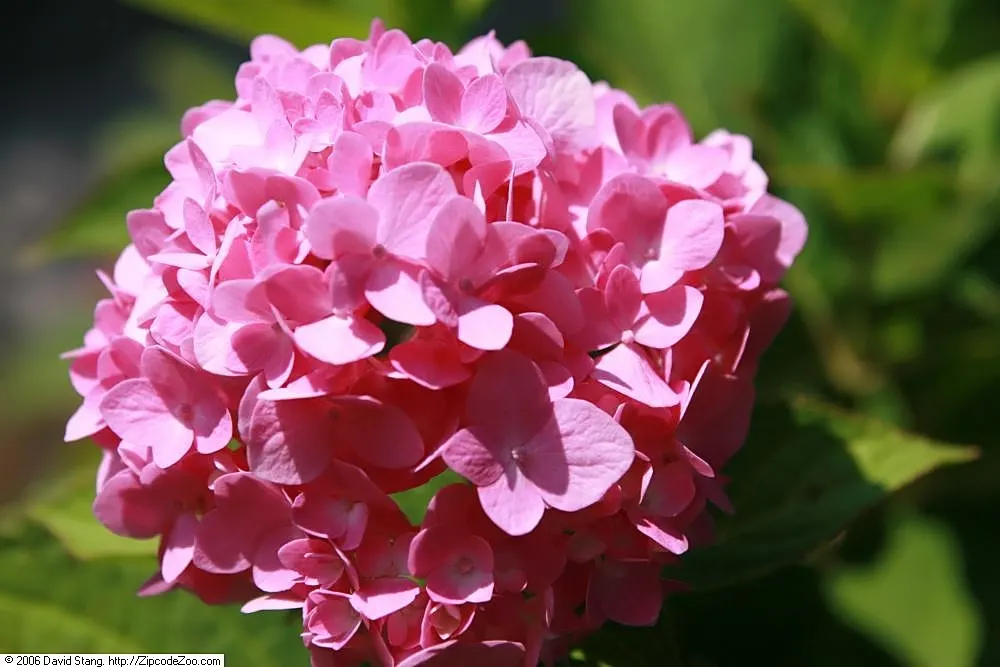 Endless Summer Hydrangea (Hydrangea Mac. 'Endless Summer') — Endless Summer Hydrangea (Hydrangea macrophylla 'Endless Summer') is a deciduous shrub with a