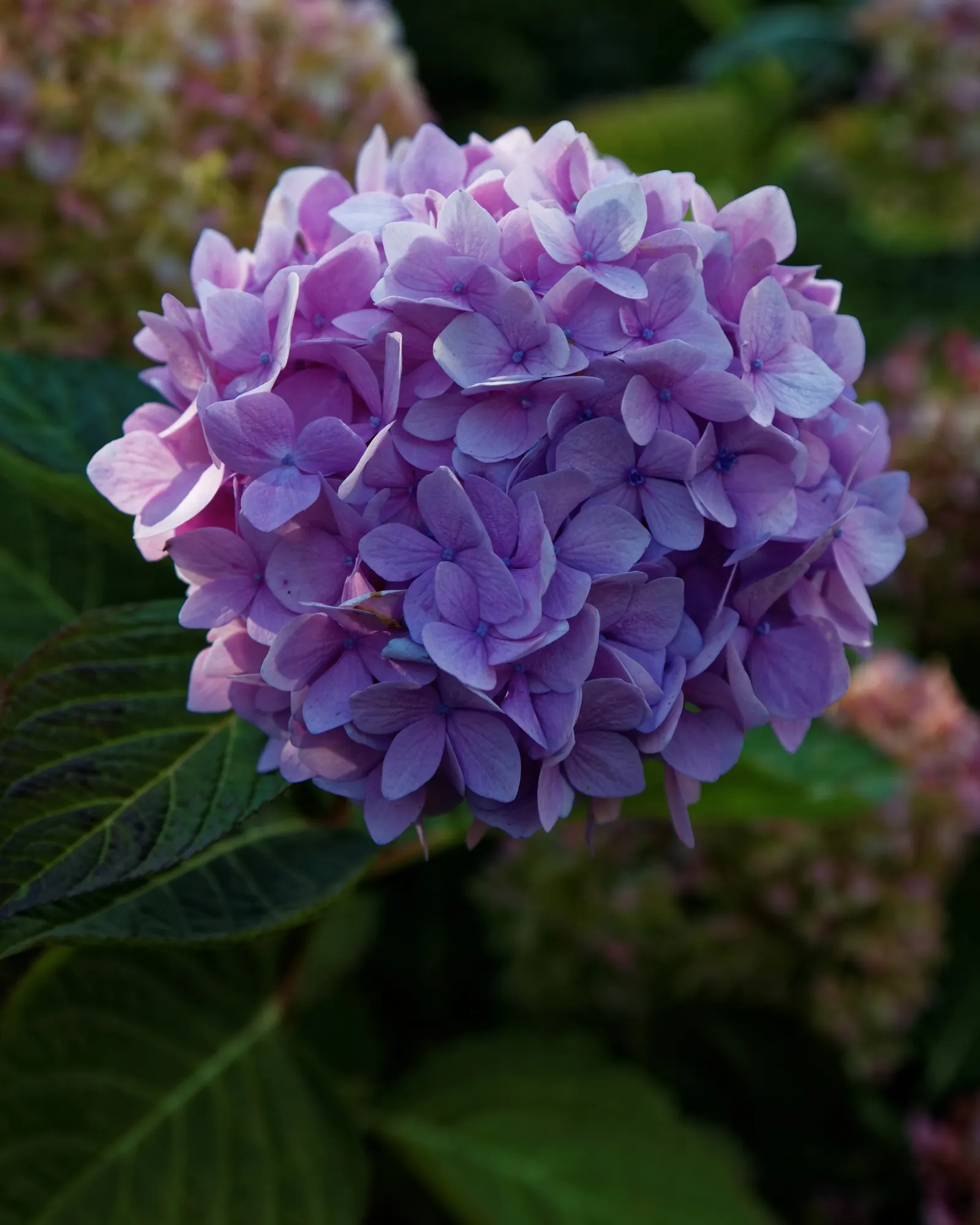 Endless Summer Hydrangea (Hydrangea Mac. 'Endless Summer') — while alkaline promotes pink hues