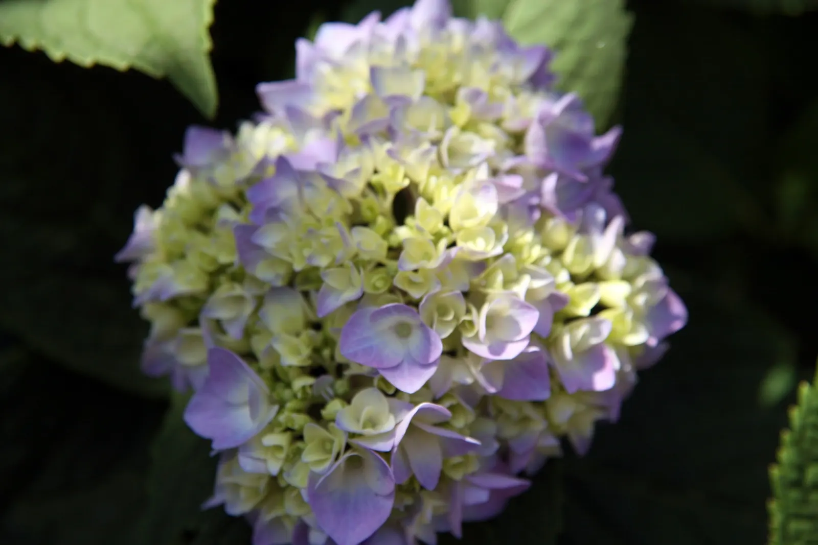 Endless Summer Hydrangea (Hydrangea Mac. 'Endless Summer') — botanically known as Hydrangea macrophylla 'Endless Summer'; or as a focal point in residential