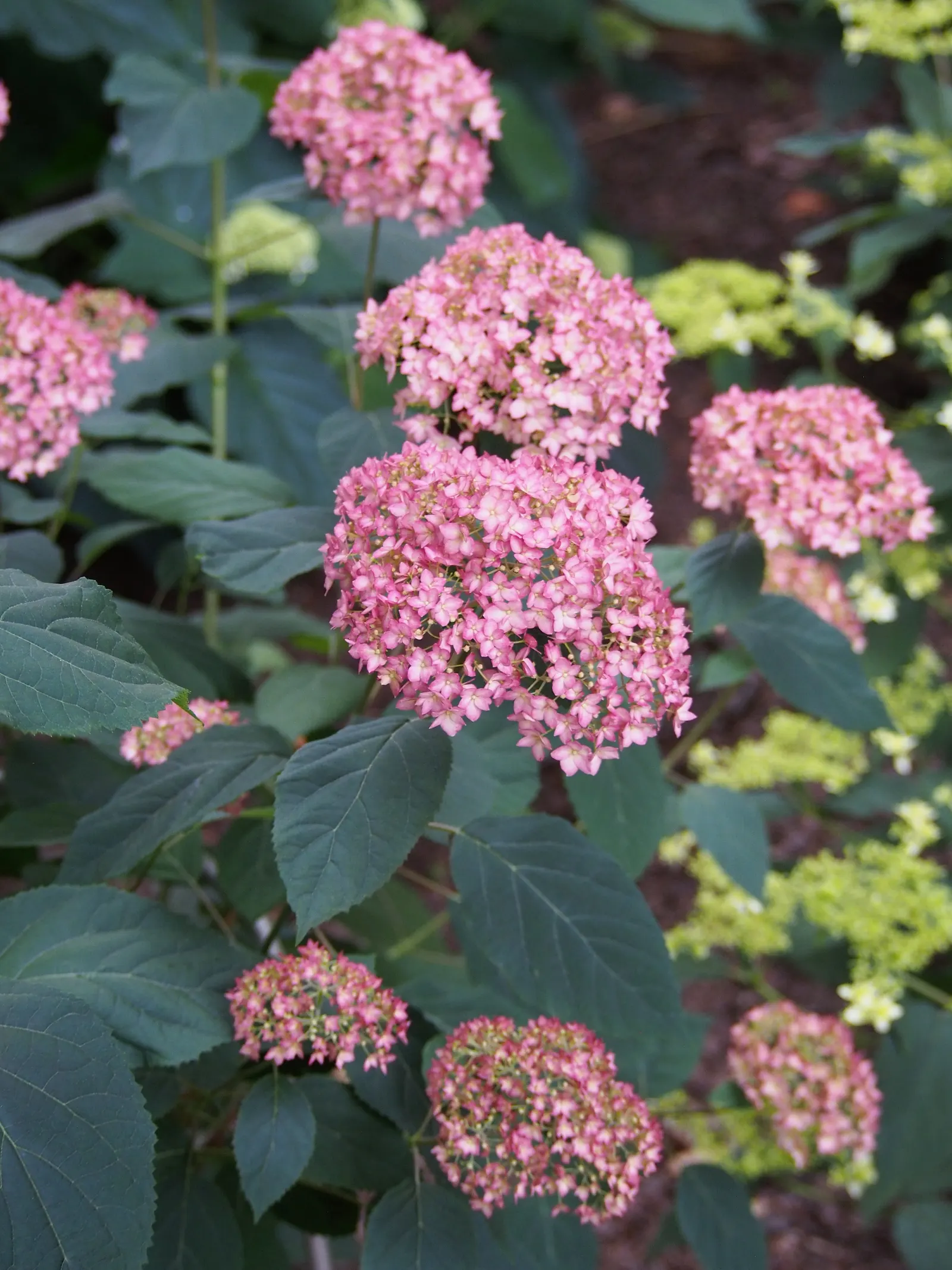 Endless Summer Hydrangea (Hydrangea Mac. 'Endless Summer') — reaching 3-5 feet in height and width