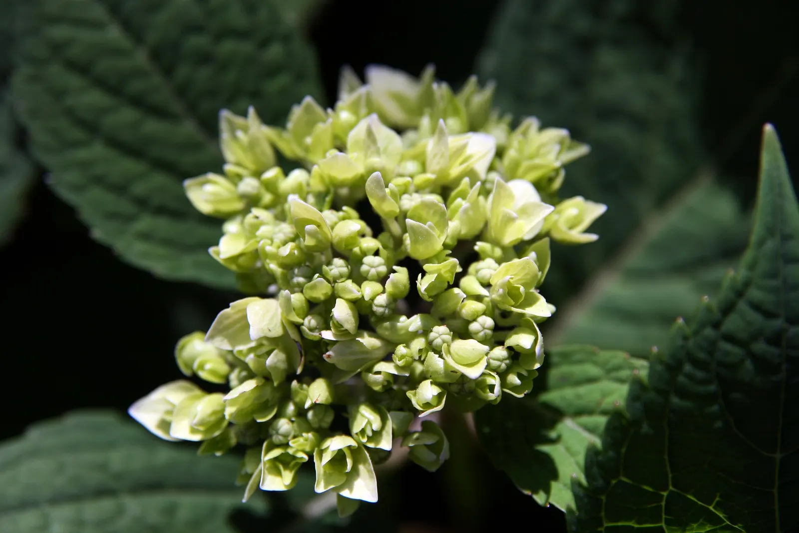 Endless Summer Hydrangea (Hydrangea Mac. 'Endless Summer') — Renowned for its ability to bloom on both old and new wood