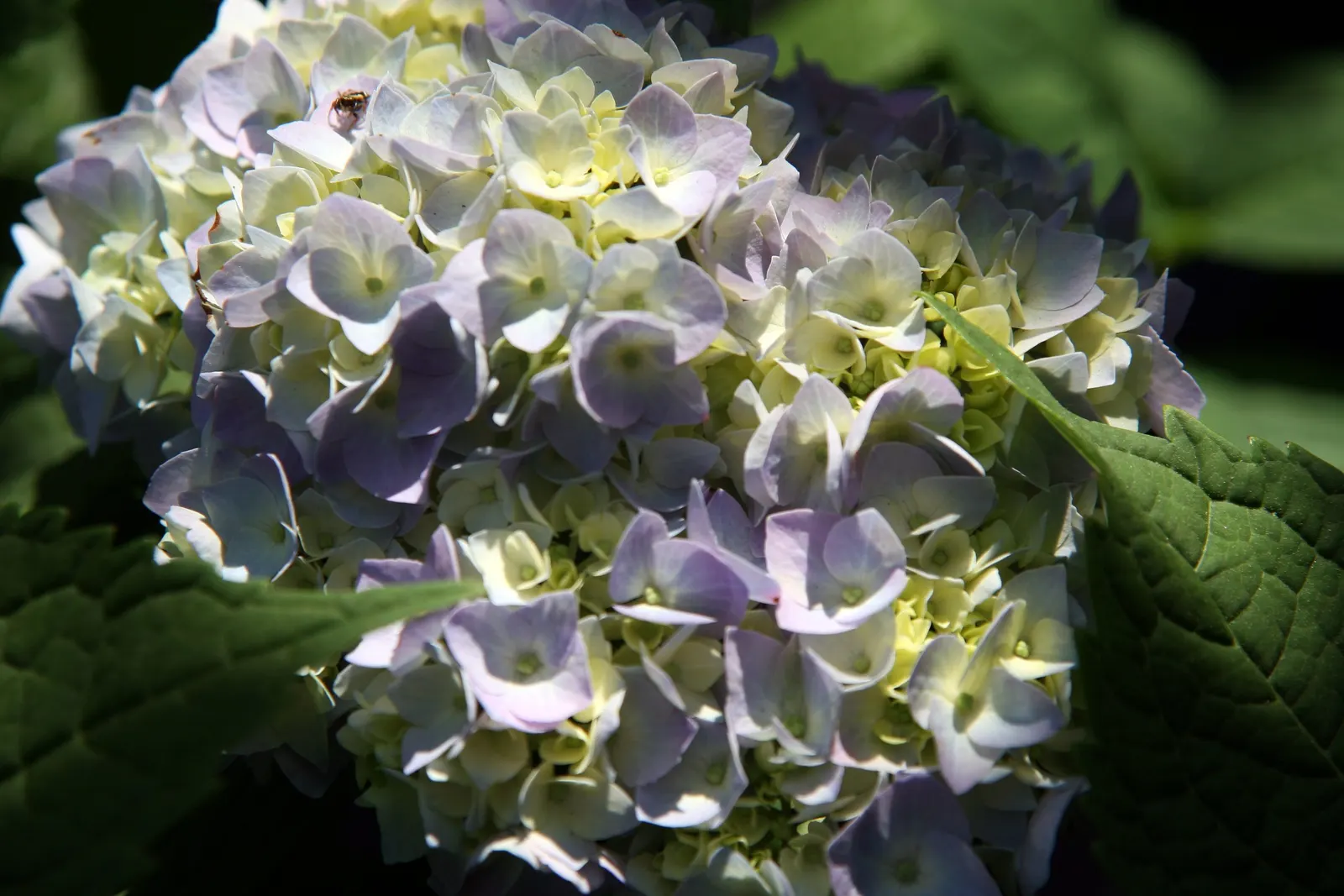 Endless Summer Hydrangea (Hydrangea Mac. 'Endless Summer') — Flower color shifts from pink to blue based on soil pH; shrub with pink blooms