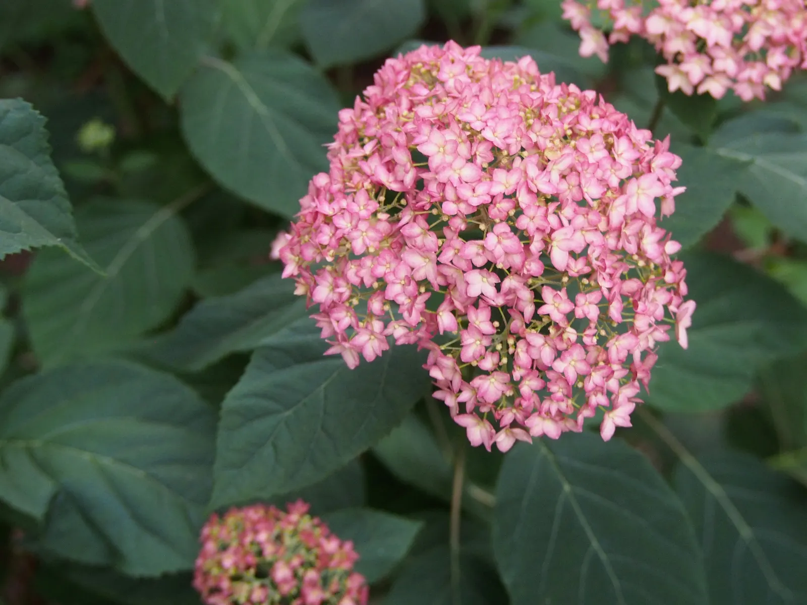Endless Summer Hydrangea (Hydrangea Mac. 'Endless Summer') — making it a versatile choice for foundation plantings