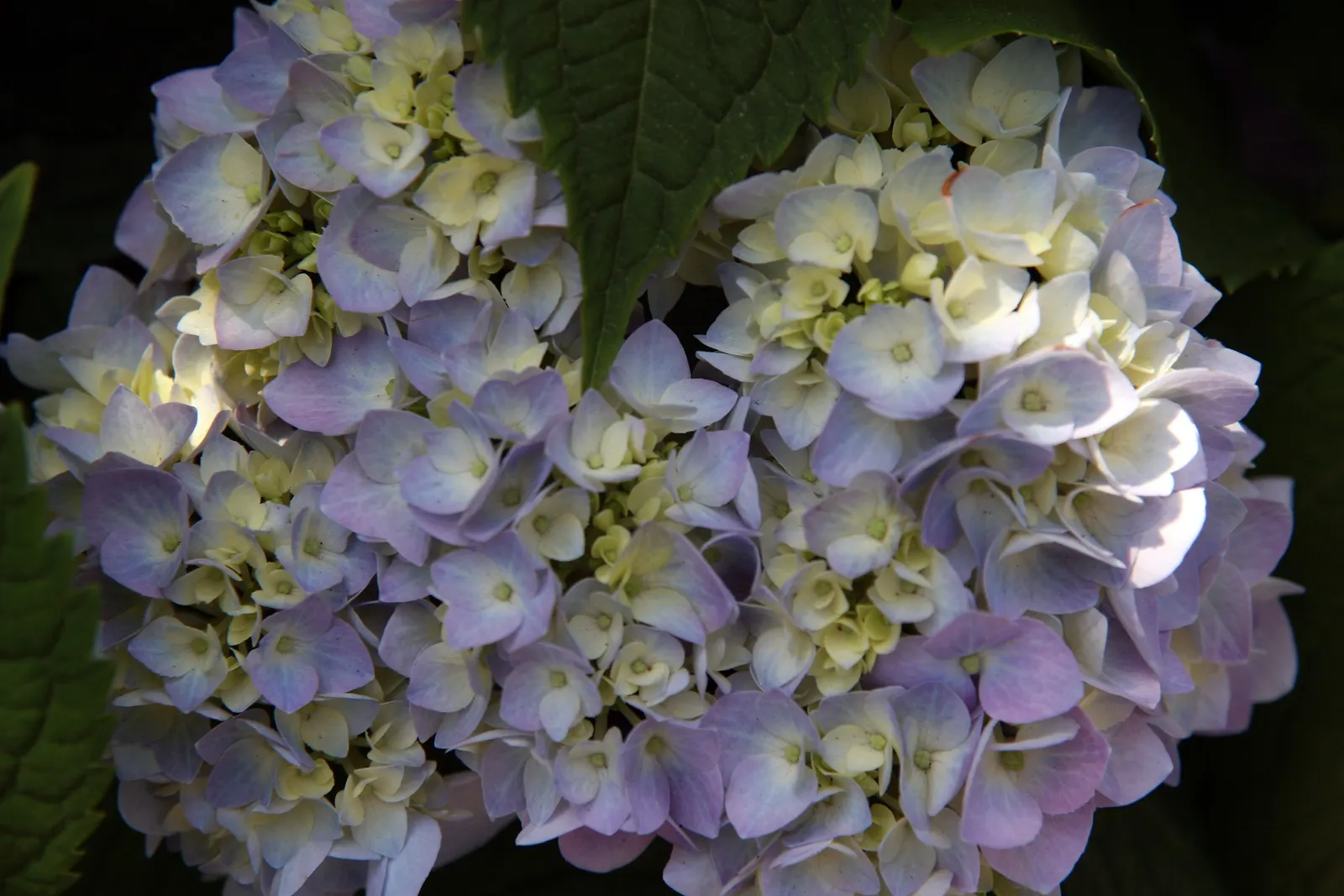Endless Summer Hydrangea (Hydrangea Mac. 'Endless Summer') — reaching 3-5 feet in height and width; this hydrangea typically reaches a height of 3 to 5 feet
