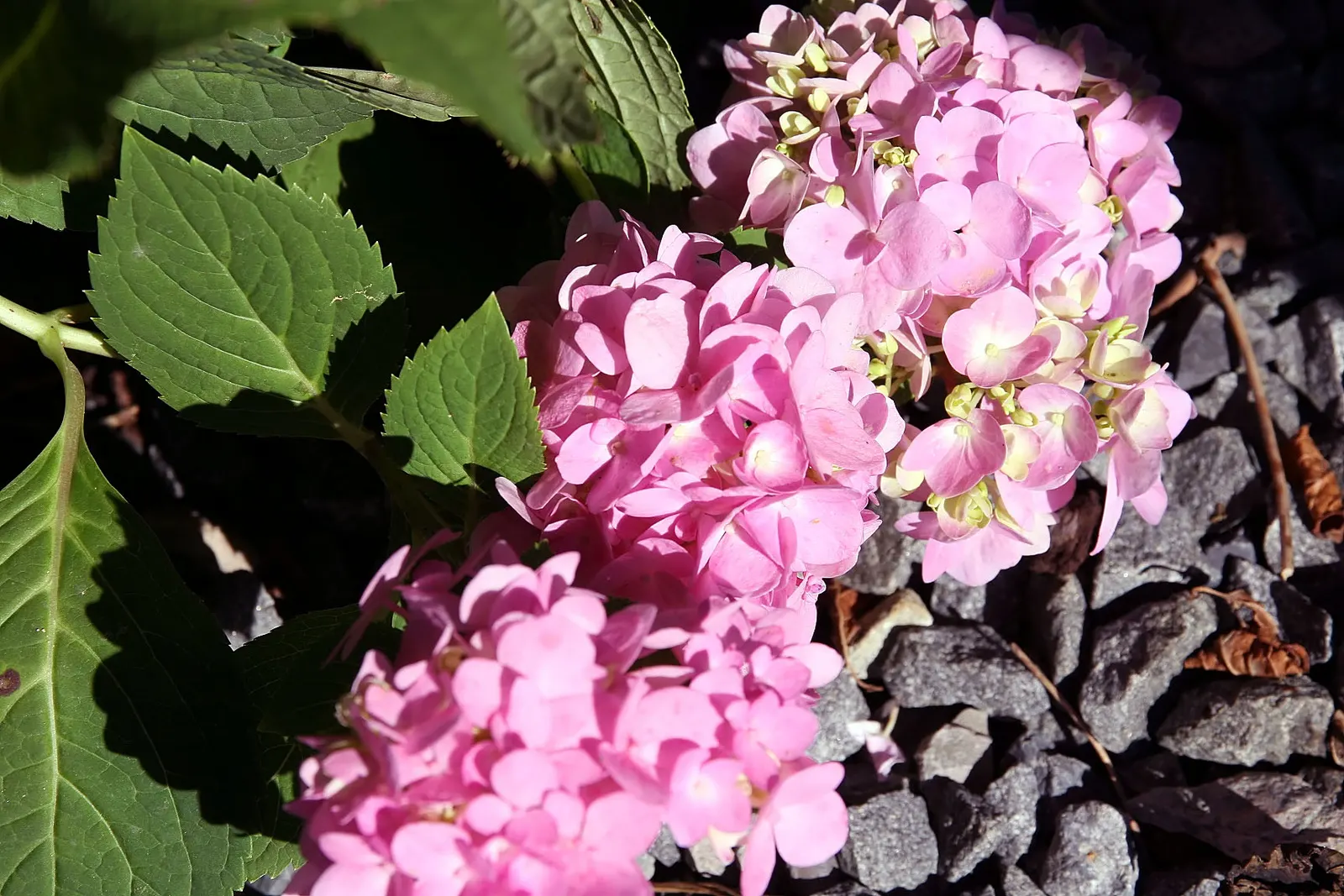Endless Summer Hydrangea (Hydrangea Mac. 'Endless Summer') — shrub with pink blooms