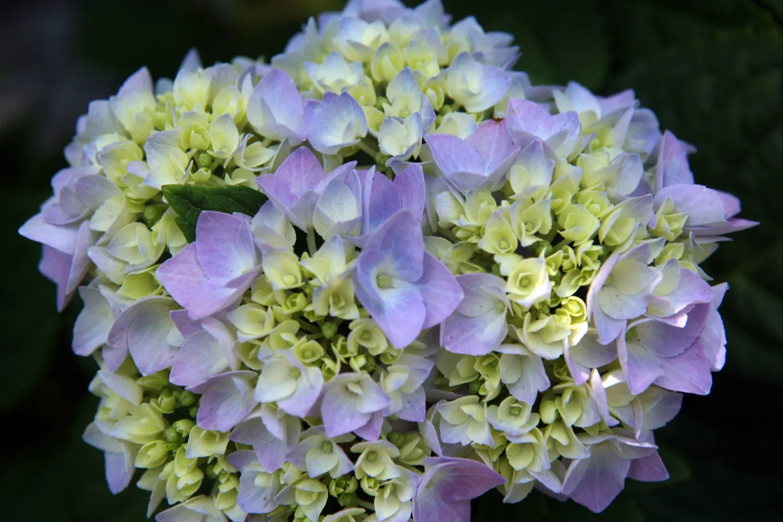 Endless Summer Hydrangea (Hydrangea Mac. 'Endless Summer') — as long as they are well-aerated.<br><br>Hardy in USDA zones 5 through 9