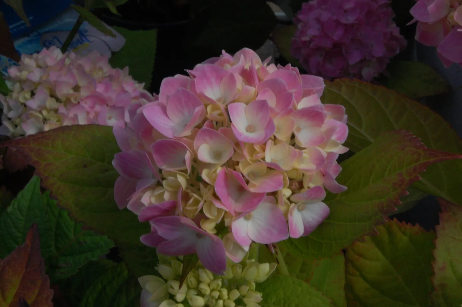 Endless Summer Hydrangea (Hydrangea Mac. 'Endless Summer') — and light pruning to remove spent flowers and encourage reblooming are recommended practices