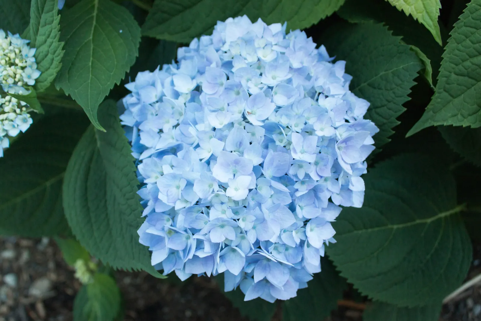 Endless Summer Hydrangea (Hydrangea Mac. 'Endless Summer') — It boasts the remarkable ability to bloom on both old and new wood