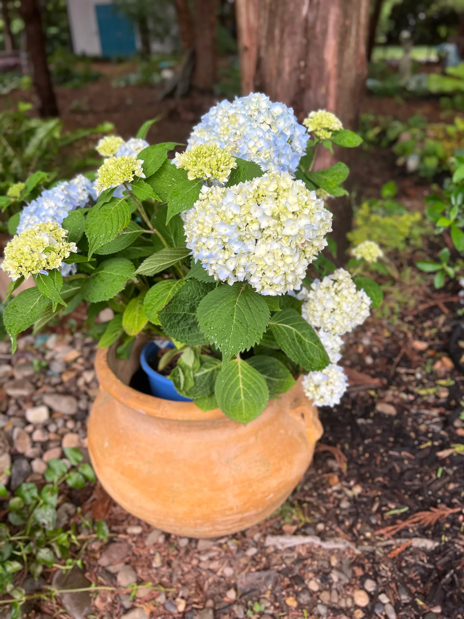 Endless Summer Hydrangea (Hydrangea Mac. 'Endless Summer') — long-lasting display ideal for a variety of landscape designs