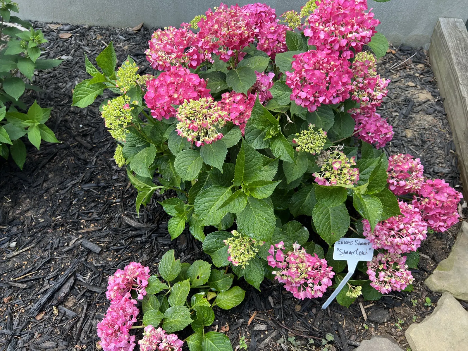 Endless Summer Hydrangea (Hydrangea Mac. 'Endless Summer') — measure 4 to 6 inches in diameter and exhibit a color range from deep blue to pink