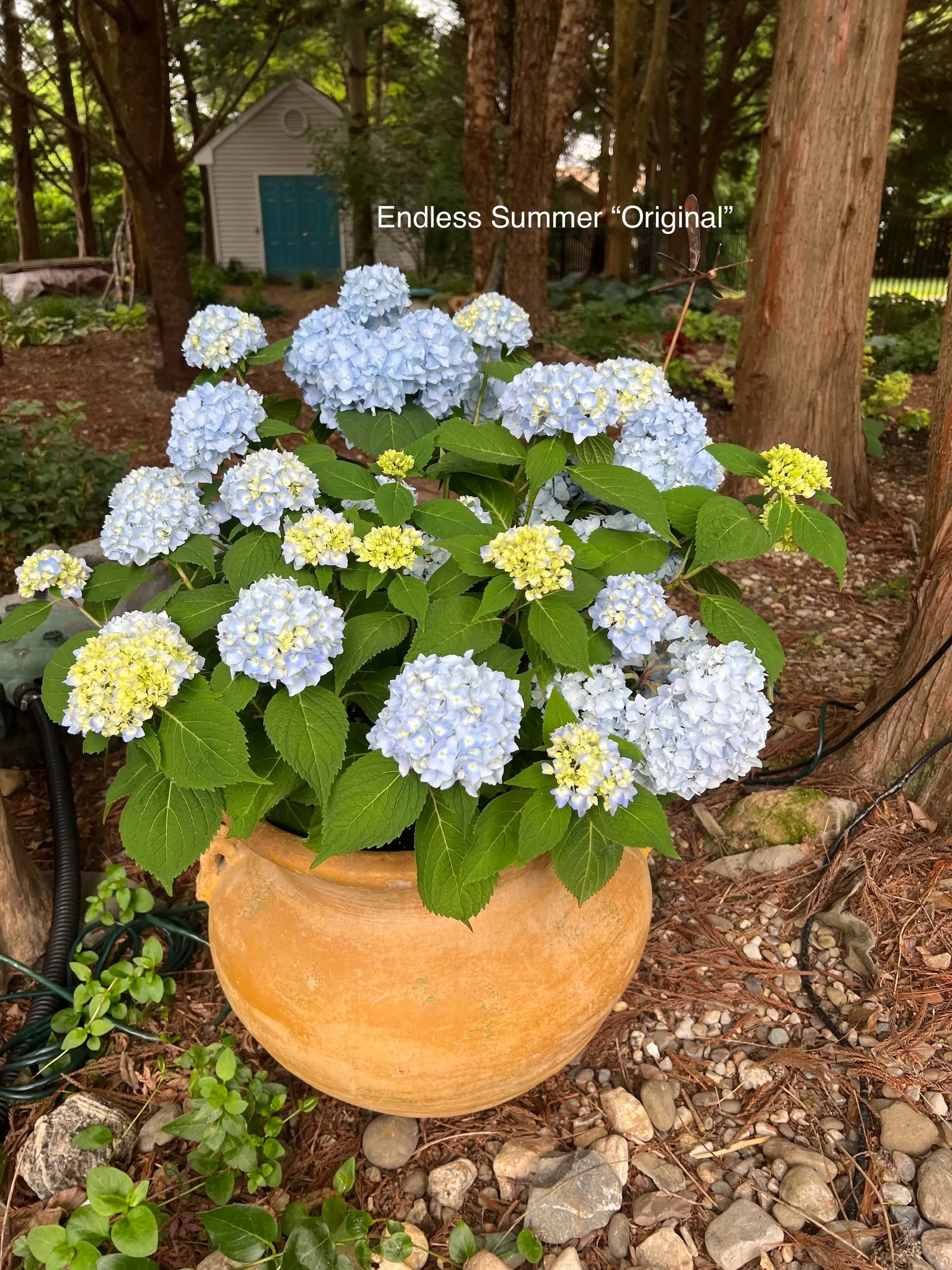 Endless Summer Hydrangea (Hydrangea Mac. 'Endless Summer') — especially in extreme heat