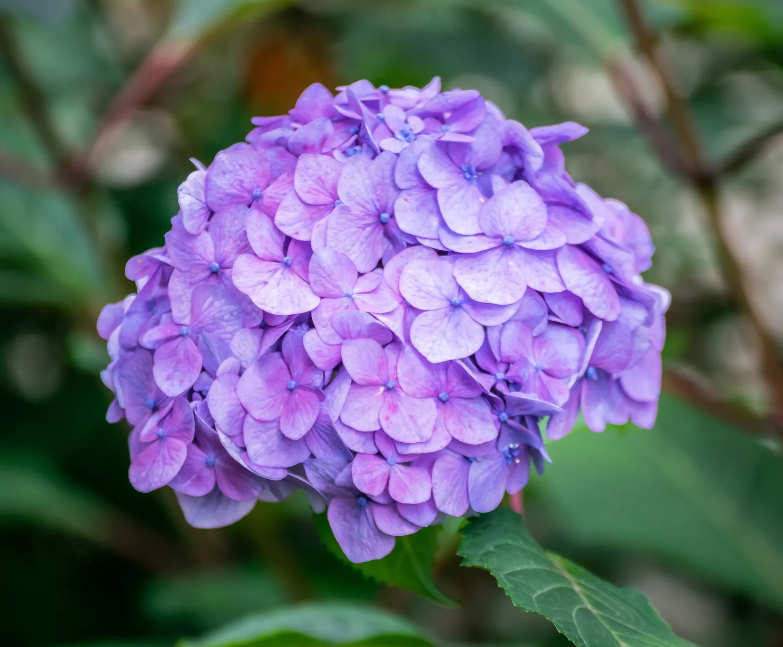 Endless Summer Hydrangea (Hydrangea Mac. 'Endless Summer') — botanically known as Hydrangea macrophylla 'Endless Summer'
