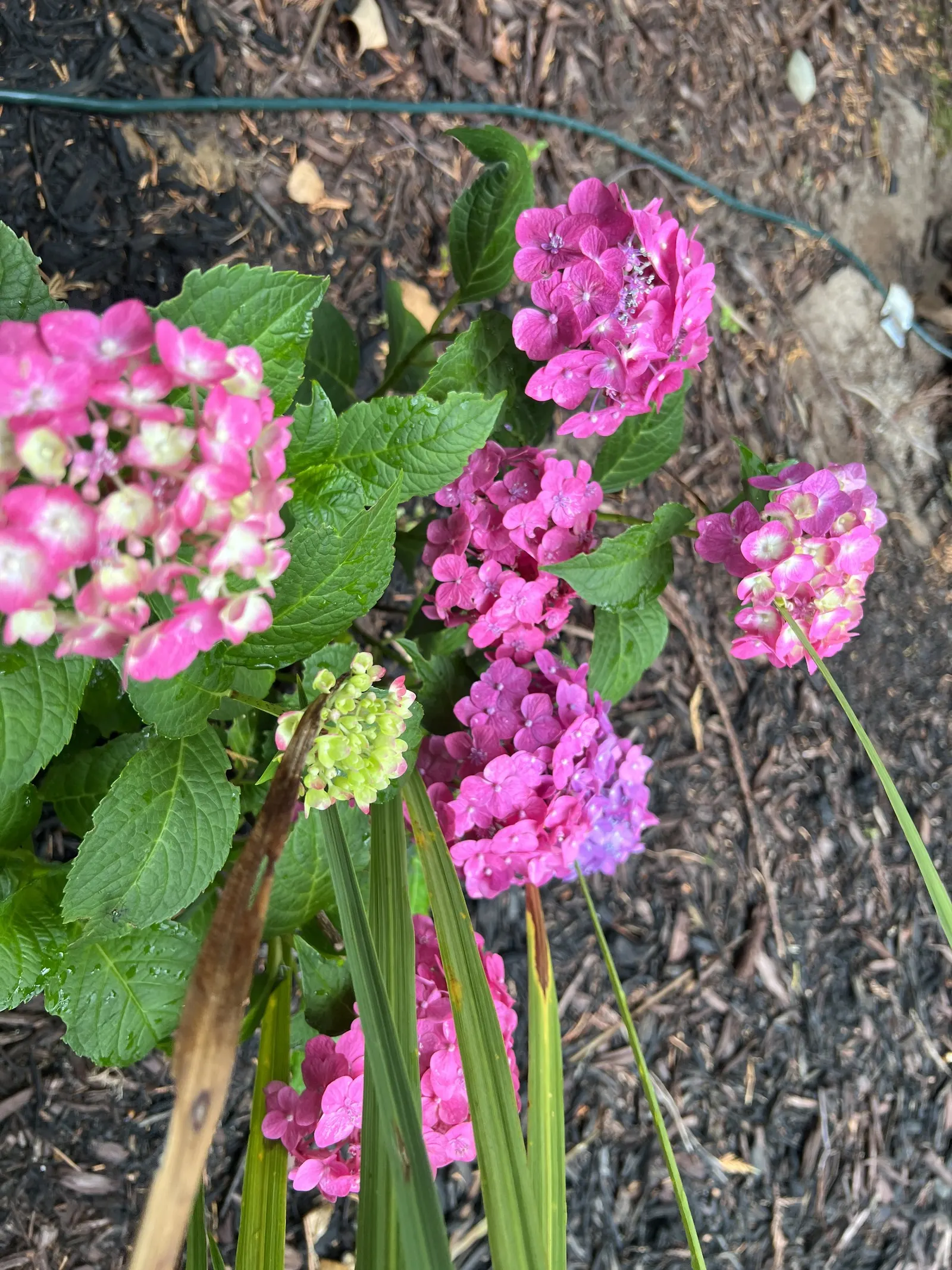 Endless Summer Hydrangea (Hydrangea Mac. 'Endless Summer') — Partial to full sun exposure and well-draining