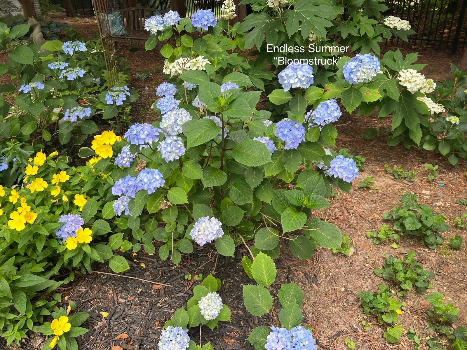 Endless Summer Hydrangea (Hydrangea Mac. 'Endless Summer') — ensuring a profusion of flowers from late spring through fall