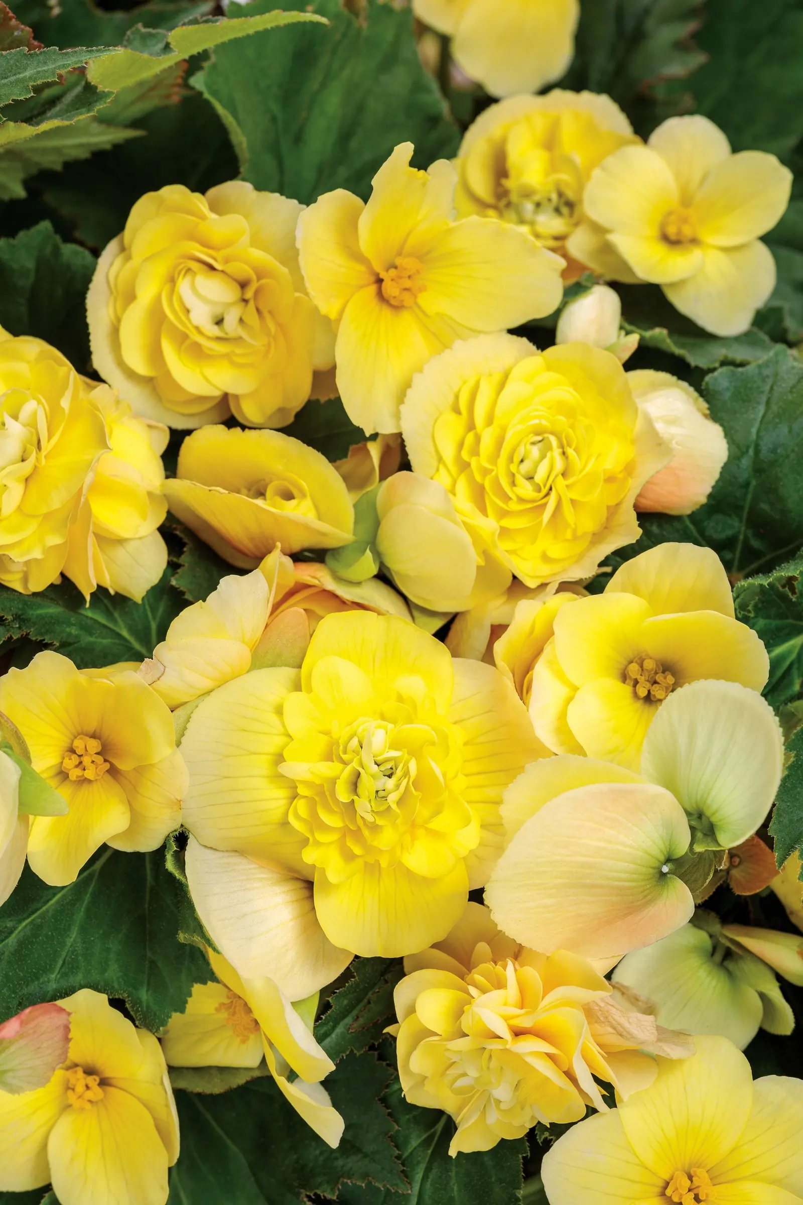 Primrose Begonia (Begonia tuberhybrida) — Use it to soften the edges of urns