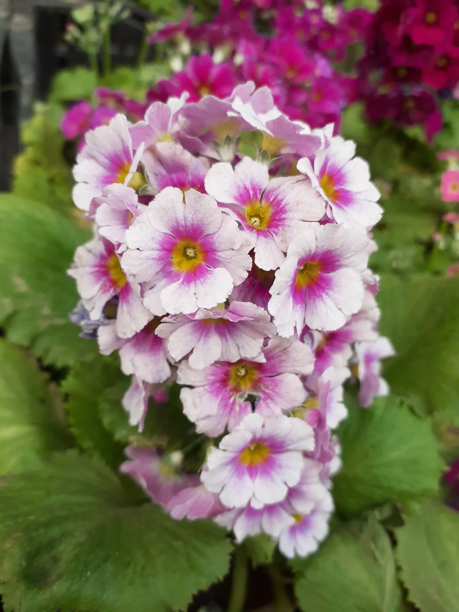 Florists' Cineraria (Senecio X Hybridus) — annual / perennial for half or shade; offering a stunning focal point in the garden