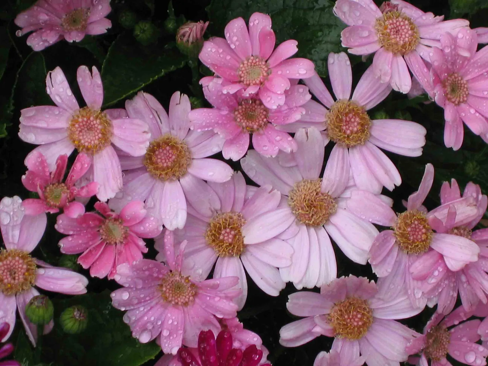 Florists' Cineraria (Senecio X Hybridus) — They generally grow to an average height of 12 to 20 inches with an equivalent spread