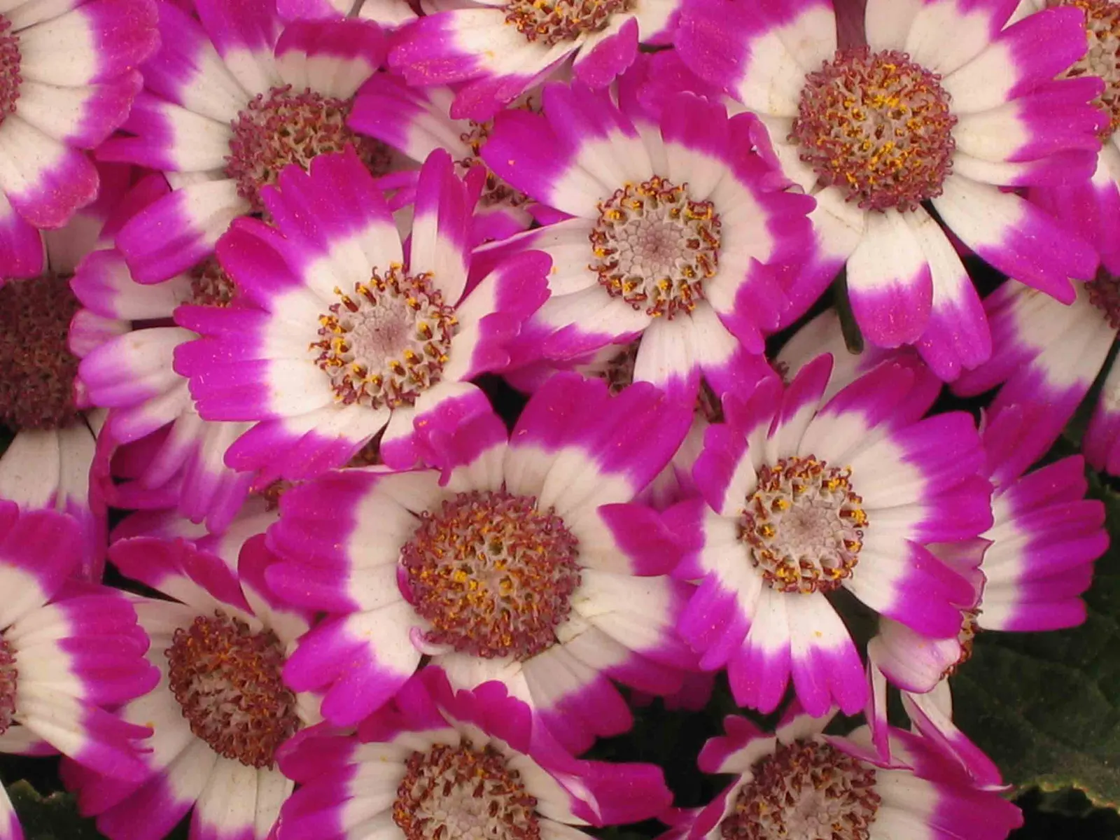 Florists' Cineraria (Senecio X Hybridus) — note that they are relatively short-lived perennials often treated as annuals; regular deadheading promotes