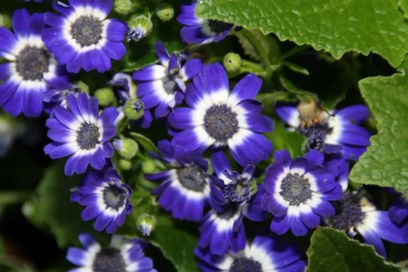 Florists' Cineraria (Senecio X Hybridus) — They generally grow to an average height of 12 to 20 inches with an equivalent spread; its daisy-like composite