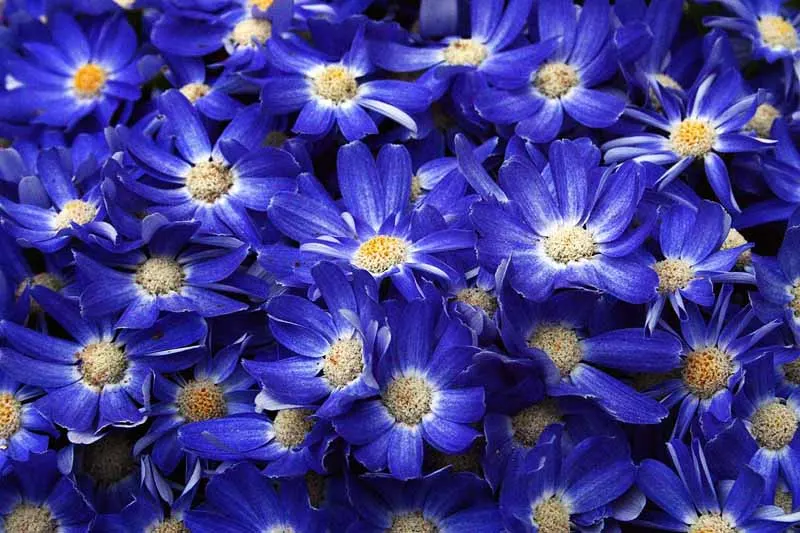 Florists' Cineraria (Senecio X Hybridus) — Thrives in partial shade and requires well-drained soil; but take care to avoid waterlogging, image 68