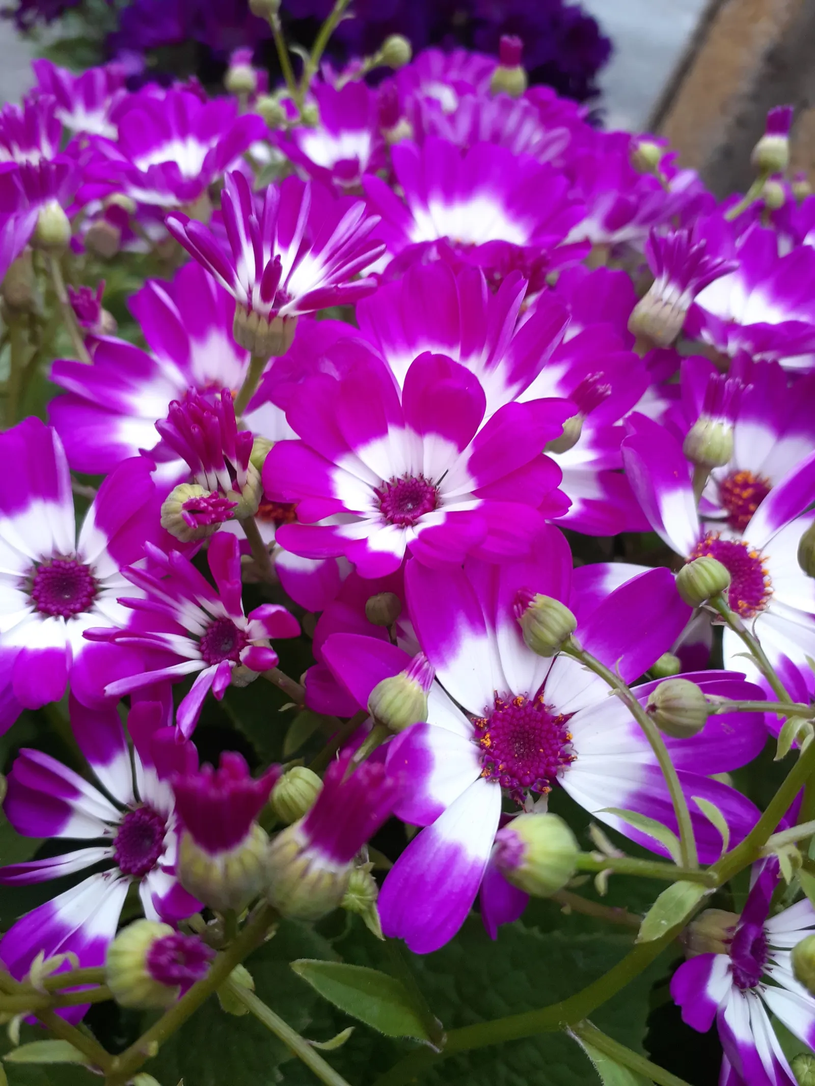 Florists' Cineraria (Senecio X Hybridus) — water-soluble fertilizer to sustain its vigorous blooming