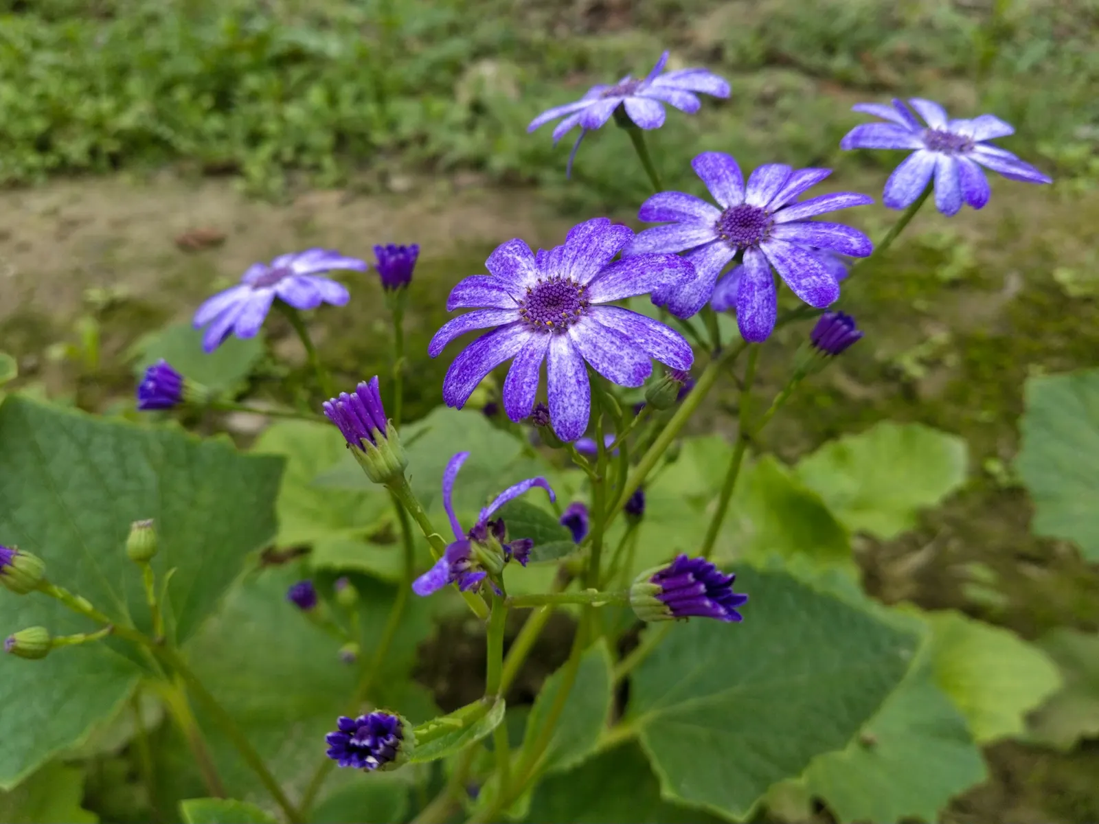 Florists' Cineraria (Senecio X Hybridus) — offering a stunning focal point in the garden; avoid high heat conditions